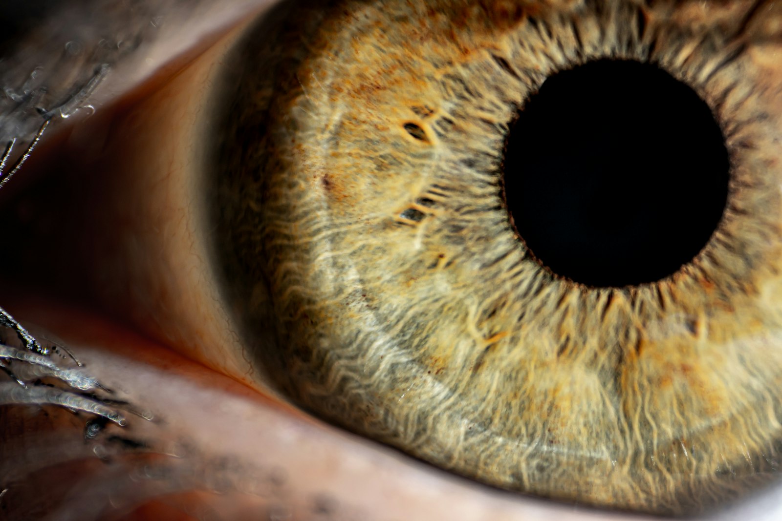 Macro photograph of a green iris