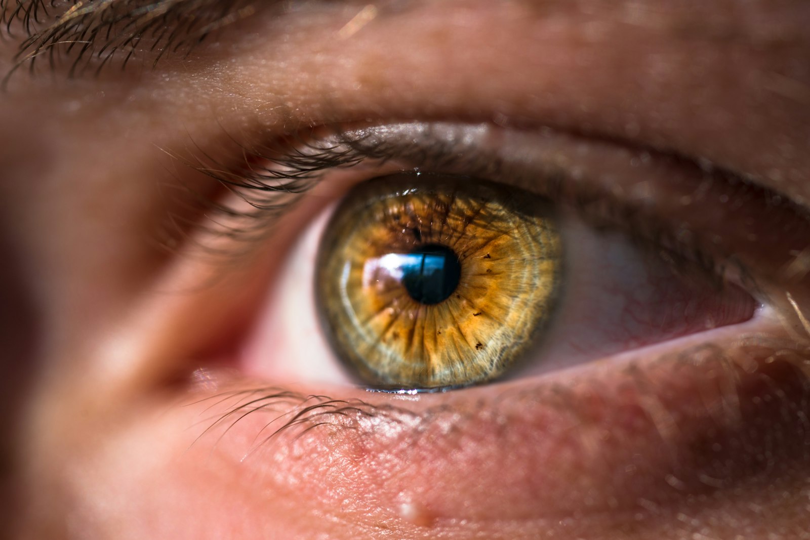Close-up of an iris